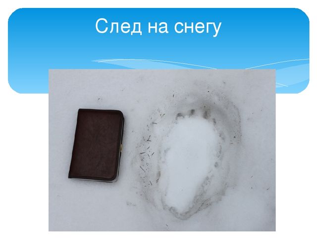 Презентация "Следы животных в зимнем лесу!"