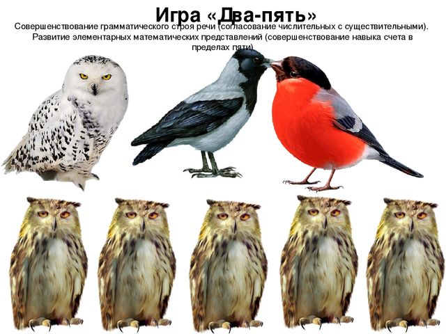 Презентация ННОД в средней группе по ОО "Развитие речи" ЗИМУЮЩИЕ ПТИЦЫ
