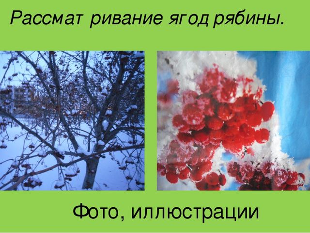 Презентация интегрированного занятия в 1-й младшей группе по изобразительной деятельности "ягодки рябины"