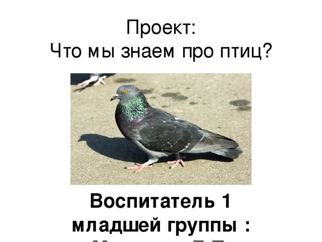 Призентация по ознакомлению с птицами,с их видами и особенностями.
