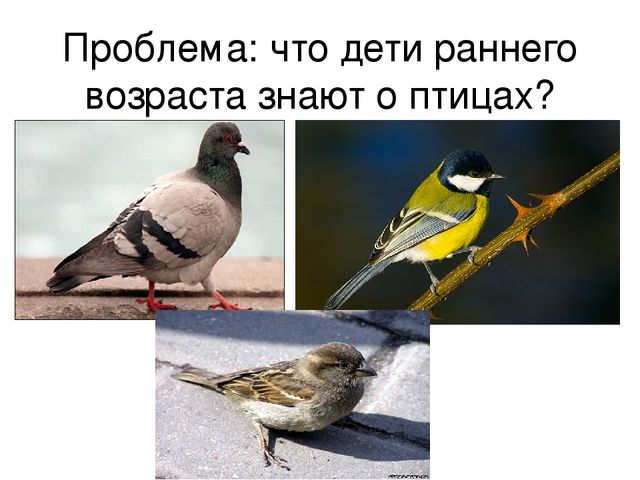 Призентация по ознакомлению с птицами,с их видами и особенностями.