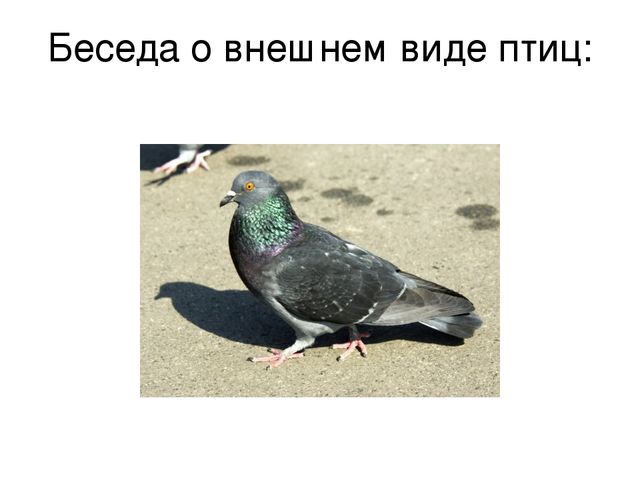 Призентация по ознакомлению с птицами,с их видами и особенностями.