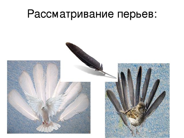 Призентация по ознакомлению с птицами,с их видами и особенностями.
