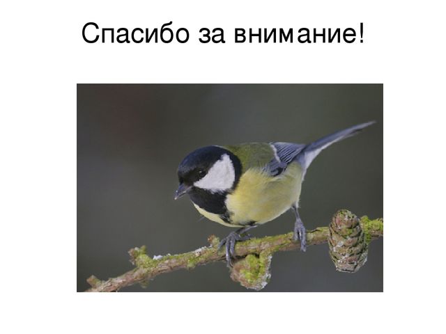 Призентация по ознакомлению с птицами,с их видами и особенностями.