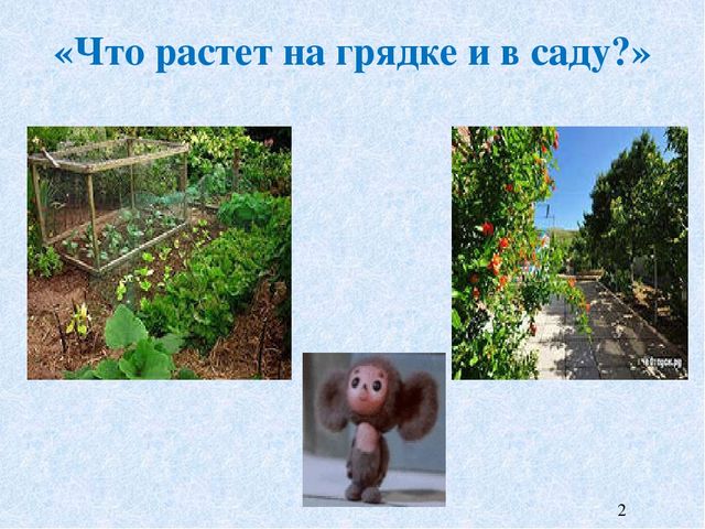 Презентация к НОД на тему "Что растет на огороде и в саду"