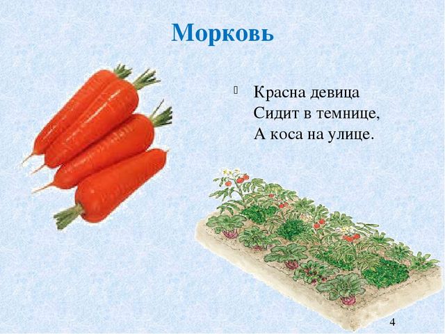 Ст морковь 2 шт. Красная девица сидит в темнице а коса. Загадка про морковь. Загадка про морковь для детей. Загадка про морковку.