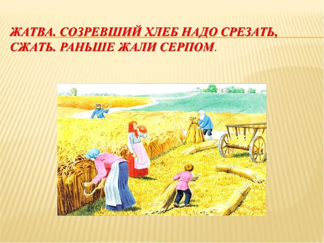 Презентация на тему "Как наши предки выращивали хлеб"