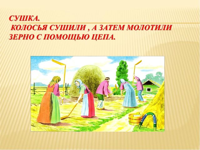 Презентация на тему "Как наши предки выращивали хлеб"