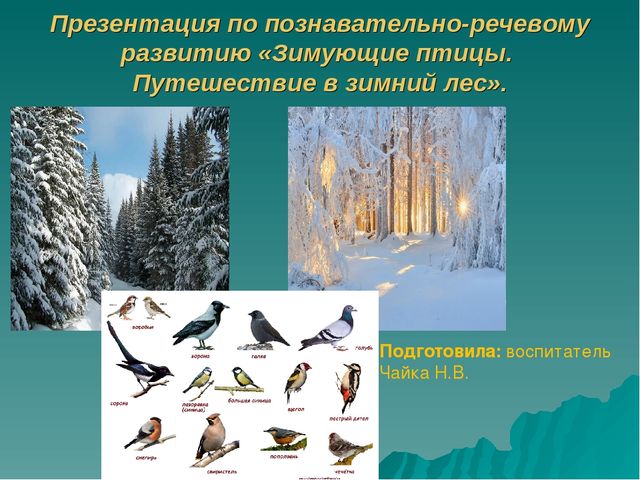 Презентация по познавательно-речевому развитию «Зимующие птицы. Путешествие в зимний лес».
