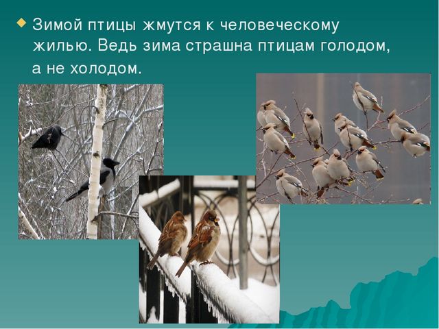 Презентация по познавательно-речевому развитию «Зимующие птицы. Путешествие в зимний лес».