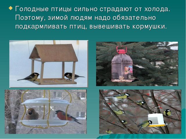 Презентация по познавательно-речевому развитию «Зимующие птицы. Путешествие в зимний лес».