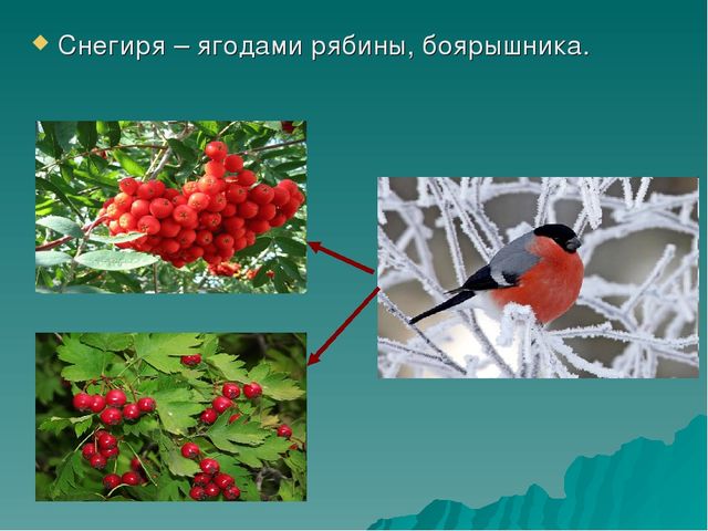 Презентация по познавательно-речевому развитию «Зимующие птицы. Путешествие в зимний лес».