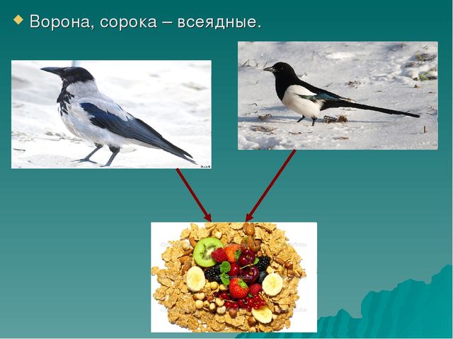 Презентация по познавательно-речевому развитию «Зимующие птицы. Путешествие в зимний лес».