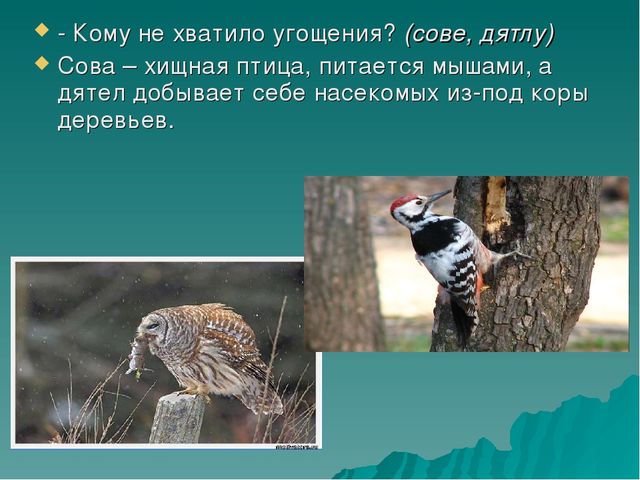 Презентация по познавательно-речевому развитию «Зимующие птицы. Путешествие в зимний лес».