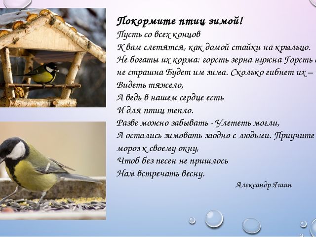 Интерактивная презентация "Синичкин день"