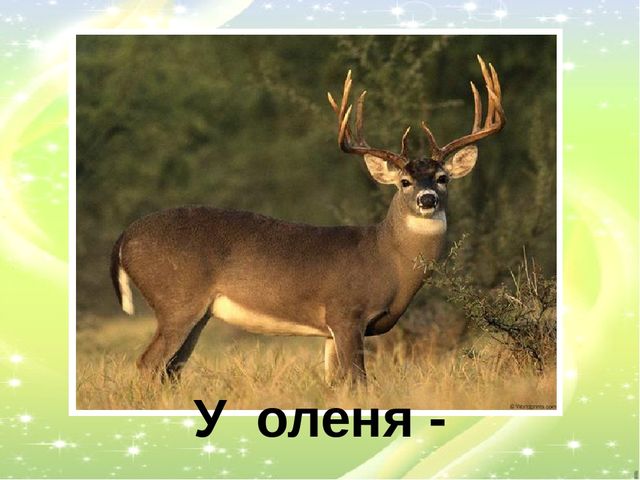 Презентация "У кого кто?"