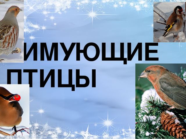Презентация по ознакомлению с окружающим миром природы на тему "зимующие птицы"