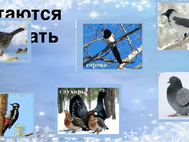 Презентация по ознакомлению с окружающим миром природы на тему "зимующие птицы"