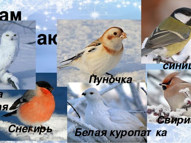 Презентация по ознакомлению с окружающим миром природы на тему "зимующие птицы"