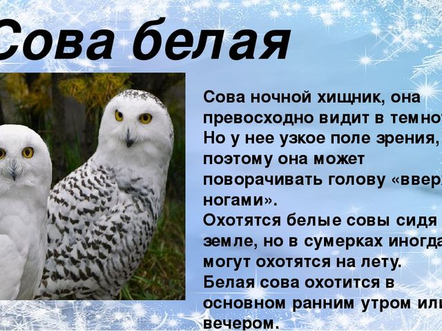 Презентация по ознакомлению с окружающим миром природы на тему "зимующие птицы"