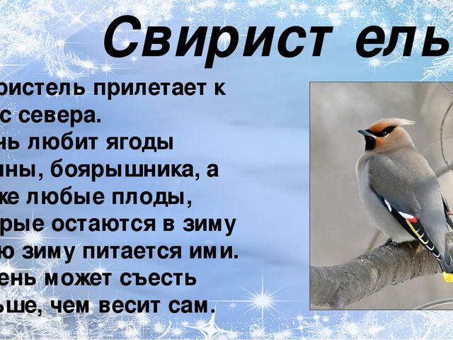 Презентация по ознакомлению с окружающим миром природы на тему "зимующие птицы"