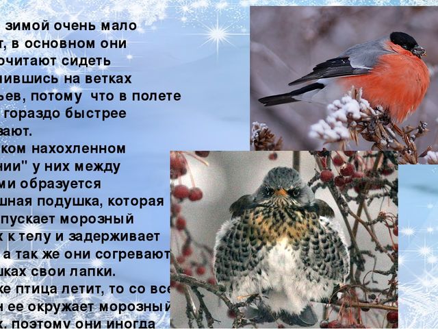 Презентация по ознакомлению с окружающим миром природы на тему "зимующие птицы"