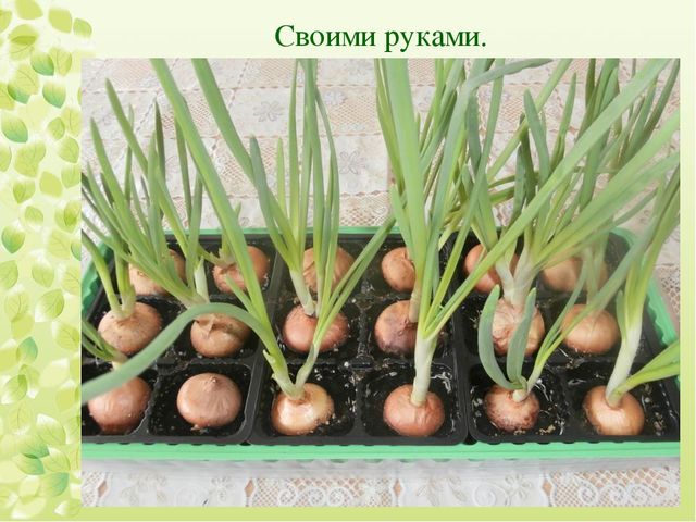 Презентация на тему "Экологическое воспитание дошкольников"