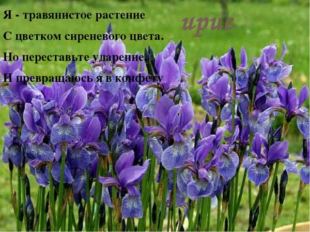Презентация на тему "Удивительный мир цветов"