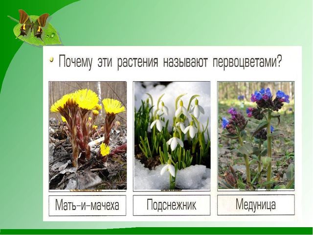 Презентация на тему "Весна пробуждение природы"
