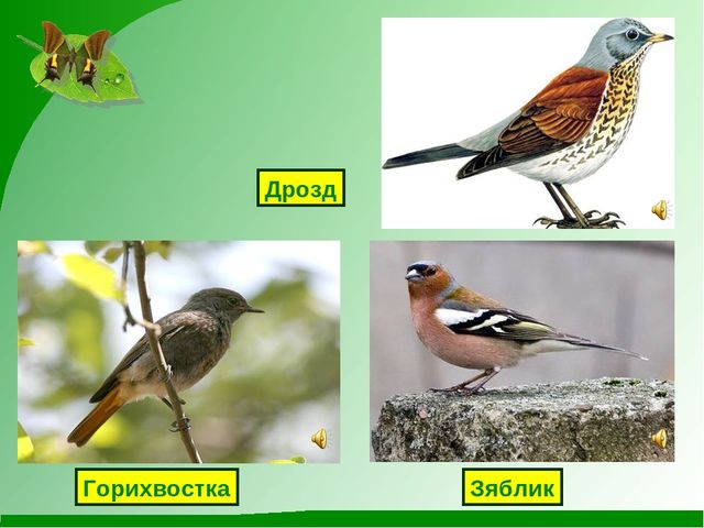 Презентация на тему "Весна пробуждение природы"