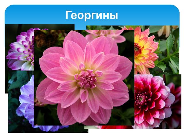 Презентация по предмету "Умелые ручки" в школе будущего первоклассника по теме: "«Пластилиновая живопись. Изделие « Цветочек».