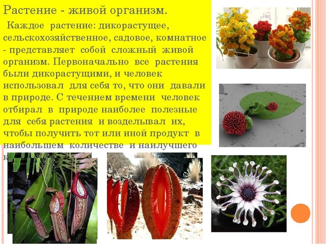 Презентация к занятию "Знакомство с растительным миром"