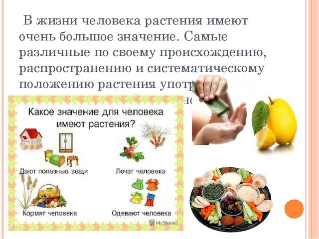 Презентация к занятию "Знакомство с растительным миром"