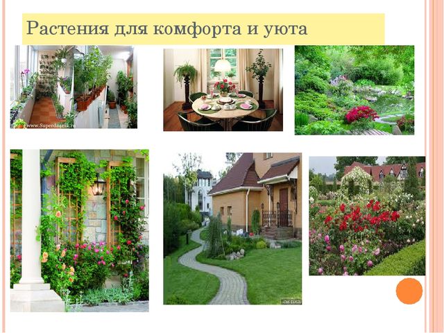 Презентация к занятию "Знакомство с растительным миром"