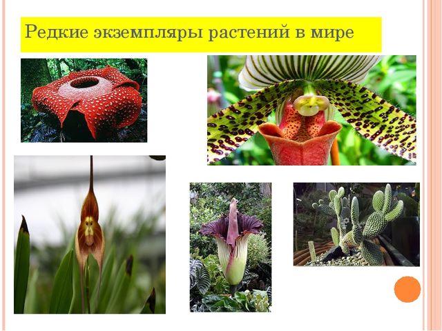Презентация к занятию "Знакомство с растительным миром"