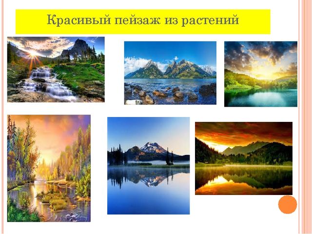 Презентация к занятию "Знакомство с растительным миром"