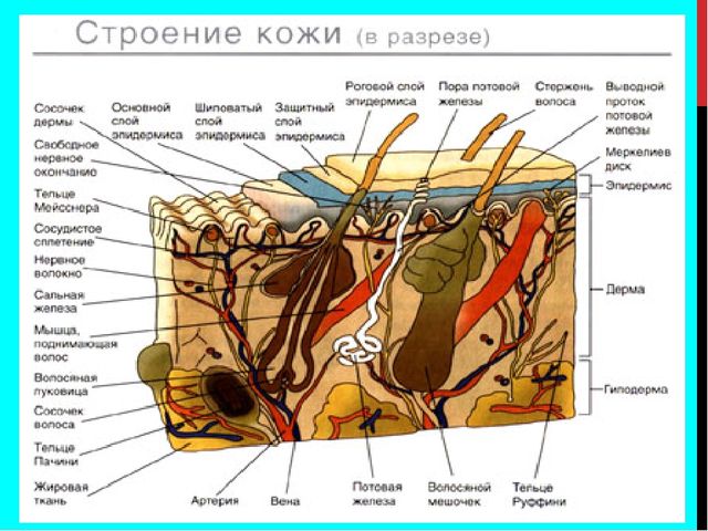 Презентация по социально-бытовой ориентировке "Уход за кожей лица"