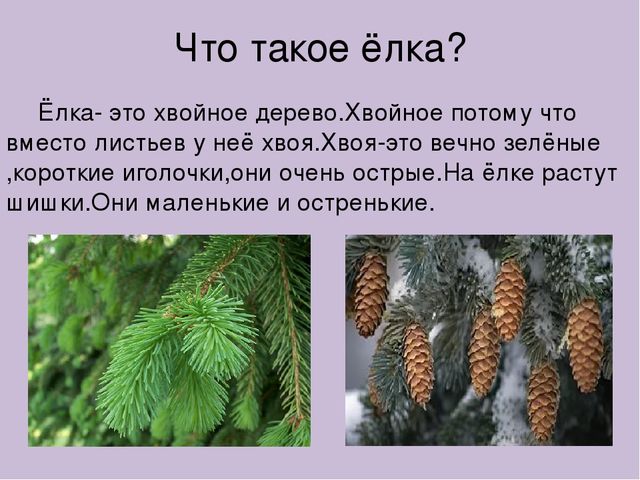 Презентация для детского сада,,Берегите ёлку.''