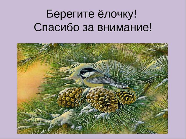 Презентация для детского сада,,Берегите ёлку.''