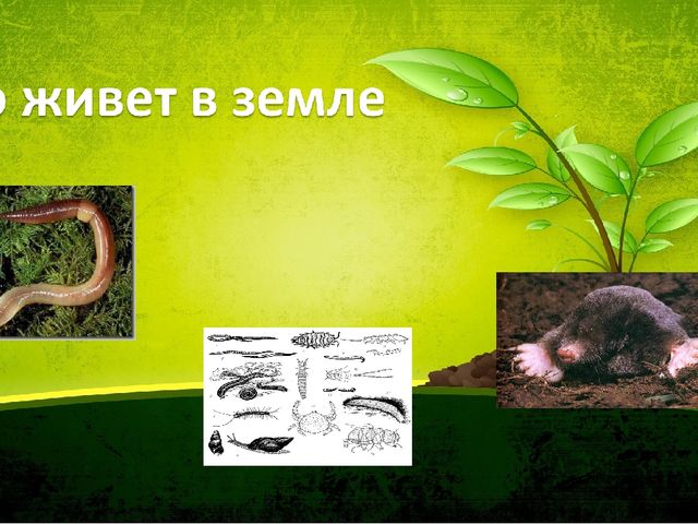 Презентация по ознакомлению с окружающим миром природы. Тема: Кто живет под землей.