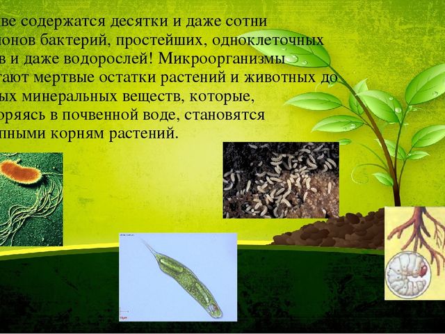 Презентация по ознакомлению с окружающим миром природы. Тема: Кто живет под землей.