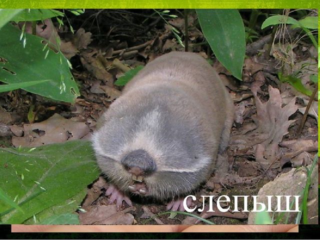 Презентация по ознакомлению с окружающим миром природы. Тема: Кто живет под землей.
