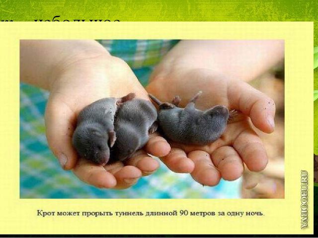 Презентация по ознакомлению с окружающим миром природы. Тема: Кто живет под землей.