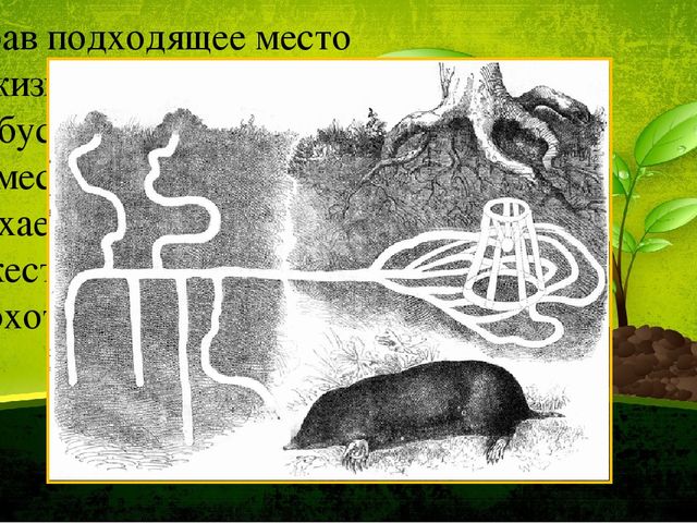 Презентация по ознакомлению с окружающим миром природы. Тема: Кто живет под землей.