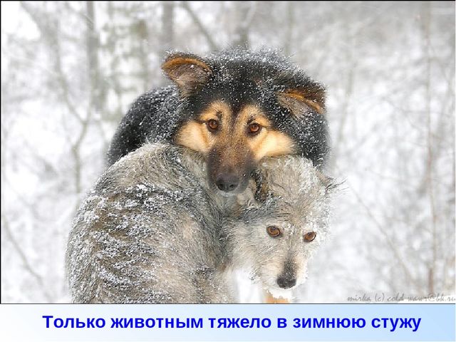 Презентация зима для дошкольников