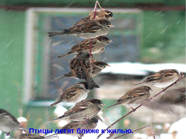 Презентация зима для дошкольников