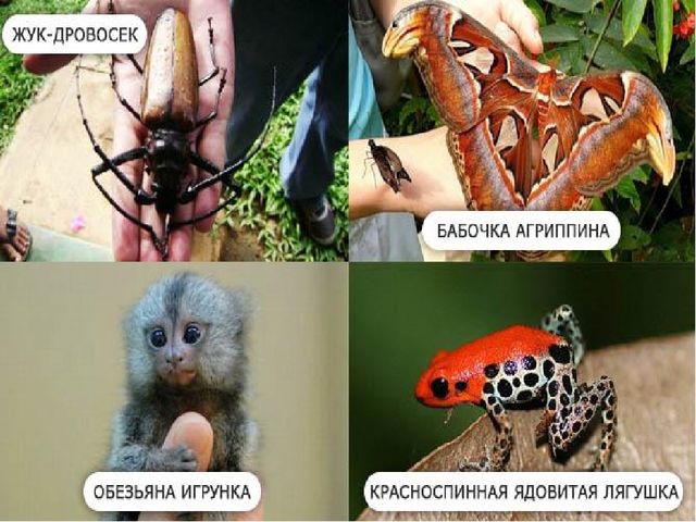 Презентация на тему "Путешествие по материкам"
