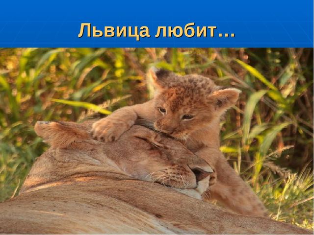 Презентация на тему "Путешествие по материкам"