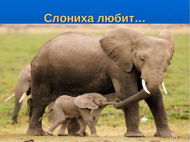 Презентация на тему "Путешествие по материкам"
