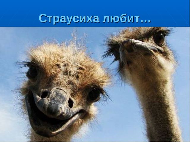 Презентация на тему "Путешествие по материкам"